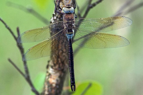 Anax Parthenope, Little King's Libelle, Lesser Emperor, Anisoptera, Damselflies, Dragonflies,
