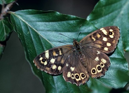 Leaf butterfly, pararge aegeria, speckled wood, forest board game, butterfly, insects, butterfly,