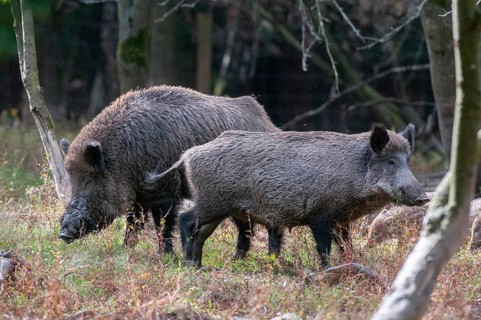 Artiodactyla, even-toed ungulate, cloven-hoofed, wild boar, wild boar, stream, boar, boar, boar,