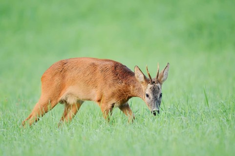 European roe deer (Capreolus capreolus), a roebuck in a meadow, North Rhine-Westphalia, Germany