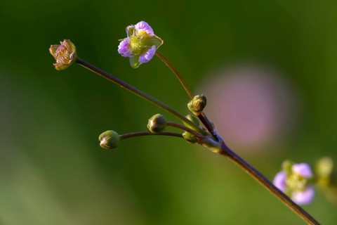 Alisma plantago-aquatica, alismataceae, frog spoon, frog spoon family, common frog spoon, flora,