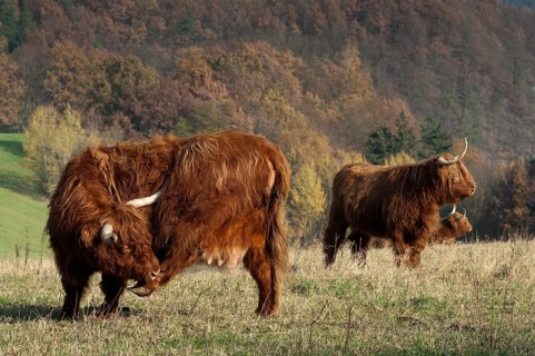 Artiodactyla, bos primigenius f. taurus, even-toed ungulate, highland cattle, kyloe, cloven-hoofed,