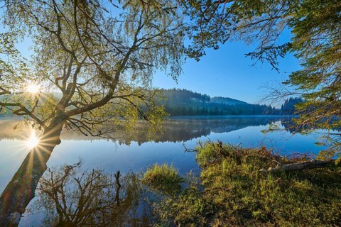 A lakeside tree in the first sunlight of the day, surrounded by quiet nature, Windgfällweiher,