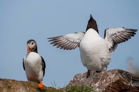 Alca Torda, Norway, Razorbill, Tordalk, Varanger, Alcidae, Alkenvögel, Birds, Lesser Auk,