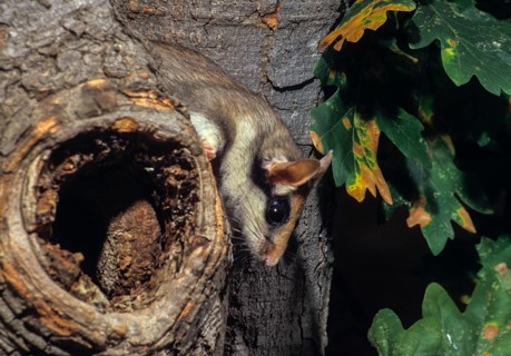 Eliomys quercinus, garden sleepers, rodents, rodentia, bilche, dormice, dormouse, mammals, rodents,
