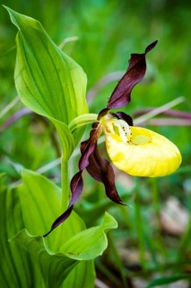 Orchids, Lady's slipper, (Cypripedium calceolus), Lower Saxony, Federal Republic of Germany