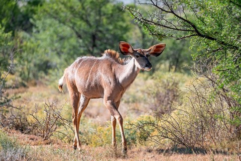 Zambezi Greater kudu (Strepsiceros zambesiensis), Greater kudu, adult, female, feeding, Mountain