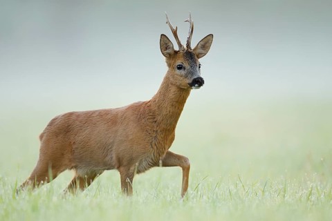 European roe deer (Capreolus capreolus), a roebuck standing in the morning mist in a meadow, North