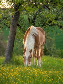 Horse, Haflinger, gelding, in the evening, in the pasture, spring