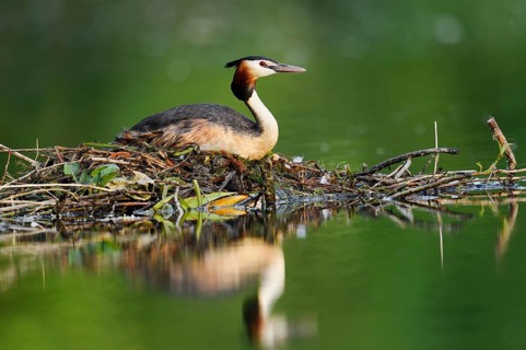 Great Crested Grebe (Podiceps Scalloped ribbonfish) sitting on its nest, North Rhine-Westphalia,