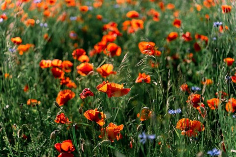 Wild poppies (Papaver rhoeas) bloom in the field in early summer