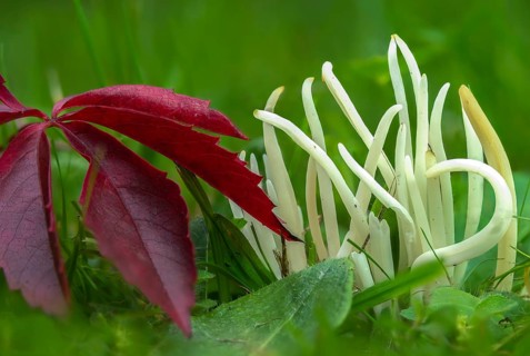 Clavaria fragilis, Clavaria vermicularis, fairy fingers, white spindle, white worm coral, meadow