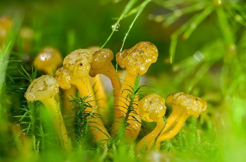 Gallat cap, gelatinous cap, common gelatinous cap, green yellow gelatinous cap, leotia gelatinosa,