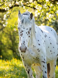 Horse, Knabstrupper, tiger snake, gelding, half portrait, in spring, evening light, blooming trees