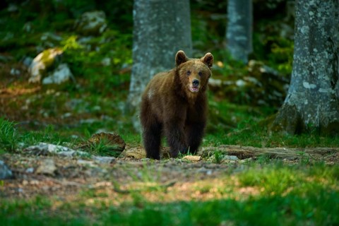 A brown bear looks intently around the open woodland, European brown bear (Ursus arctos), Slovenia
