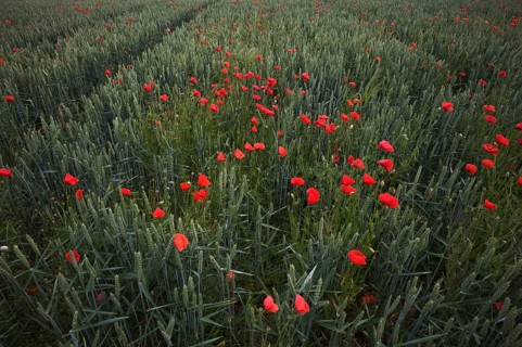 Corn poppy (Papaver rhoeas) in a wheat field, agricultural landscape, Fellbach, Baden-Württemberg,