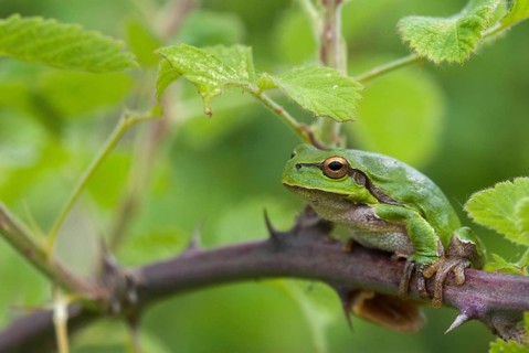 Eastern tree frog, hyla orientalis, tree frog, amphibians, amphibians, Bulgaria, frog, frog,