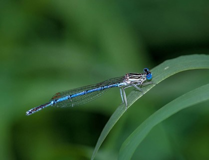 Azure damselfly, blue feather dragonfly, platycnemis pennipes, white-legged damselfly, damselflies,