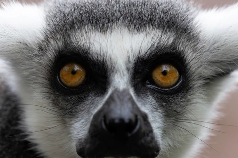 Portrait of a lemur with an intense gaze and striking yellow eyes, ring-tailed lemur (Lemur catta),