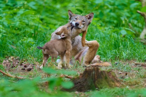 A wolf and his cub playing together in the green forest, summer, wolf (Canis lupus), Germany