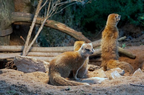 Fox mongooses (Cynictis penicillata) under a heat lamp, Nuremberg Zoo, Middle Franconia, Bavaria,