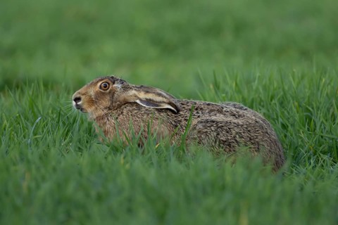 European brown hare (Lepus europaeus) adult animal in a farmland cereal crop in spring, England,