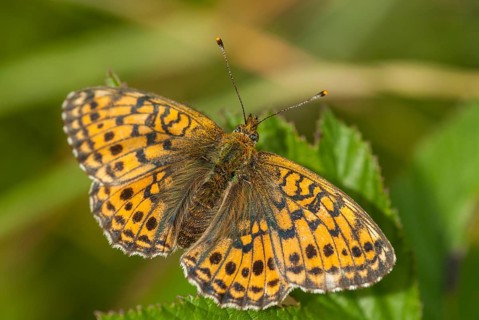 Brenthis Ino, Lesser Marbled Fritillary, Meadowsweet Pearl Butterfly, Purple Silver Butterfly,