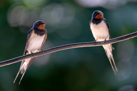 Hirundo rustica, barn swallow, birds, passeri, swallows, songbirds, birds