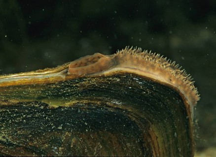 Anodonta cygnea, duck mussel, common pond mussel, swan mussel, pond mussel, river mussel, leo,