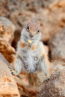 Atlantic ground squirrel or North African bristly ground squirrel (Atlantoxerus getulus), a female