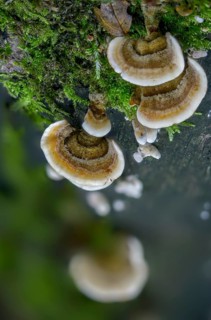 Auricularia reflexa, corticium reisneri, stereum hirsutum, stereum leoninum, stereum persoonianum,