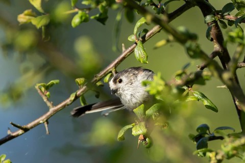 Long tailed tit (Aegithalos caudatus) adult bird on a tree branch in a hedgerow, England, United