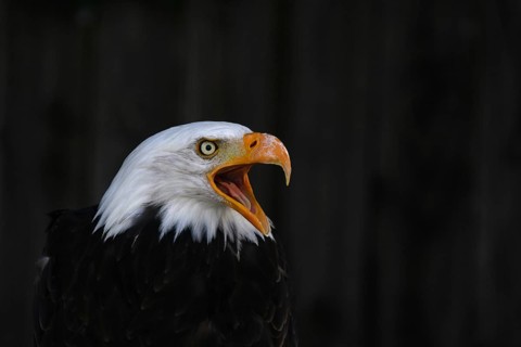 A bald eagle with its beak open against a dramatic, dark background, bald eagle (Haliaeetus