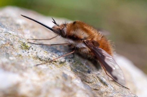 Bombyliidae, Bombylius major, flies, large woolswear, woolswear, arge bee-fly, diptera, insects,