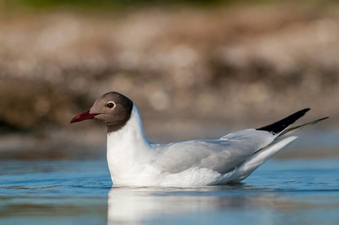 Black-headed gull, Chroicocephalus ridibundus, black-headed gull, Larus ridibundus, birds,