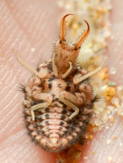 Ant maids, ant lion, Euroleon nostras, spotted winged ant maid, myrmeleontidae, neuroptera, Suffolk