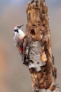 A woodpecker explores a tree trunk whilst the warm autumn sun illuminates the wood, Middle Spotted