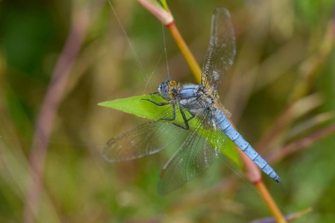 Orthetrum Brunneum, southern skimmer, southern blue arrow, flew off, anisoptera, blue arrow,