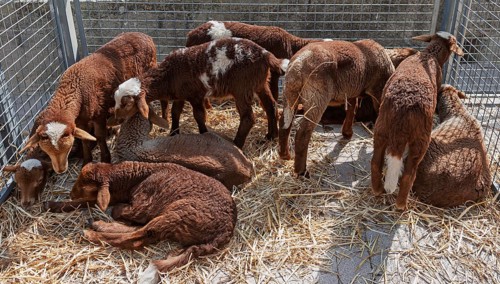 Lambs of the Red Mallorcan sheep breed (Catalan: Ovella Roja Mallorquina), an endangered native