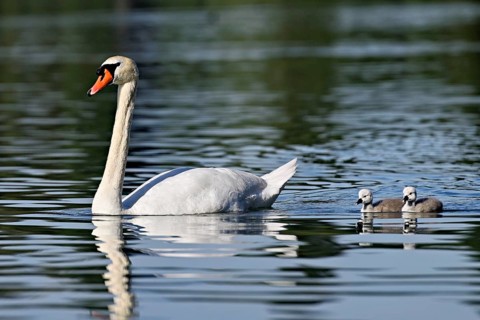 Mute swan (Cygnus olor), a male with two cygnets swimming in Lake Zug, Canton of Zug, Switzerland