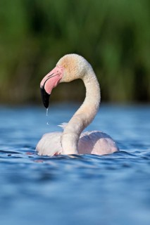 A greater flamingo (Phoenicopterus roseus) swimming in a pond, Camargue Regional Nature Park,