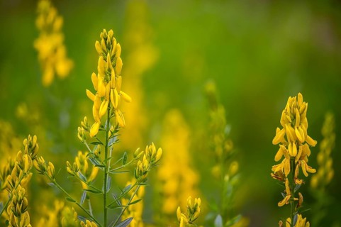 Fabaceae, Dyer's Greenweed, Genista Tinctoria, Butterflies, Dyer's Broom, Dyer's Greenweed, Flora,