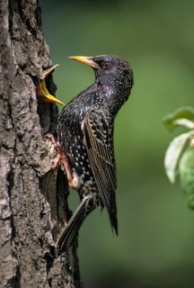 Star, Starling, Sturnus Vulgaris, Birds, Breed, Breeding, Female, Feeding, High Size, Portrait,