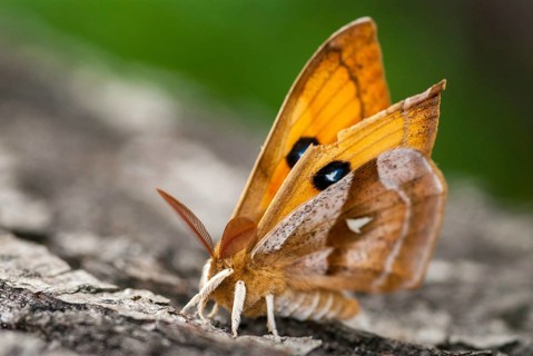 Aglia dew, nail spot, butterfly, insects, insects, leo, moths, moth, butterfly, dew emperor
