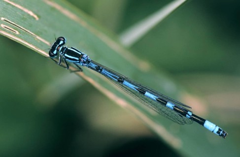 Coenagrion ornatum, ornate flower, azurmaid, damselflies, dragonflies, insects, leo, dragonflies,