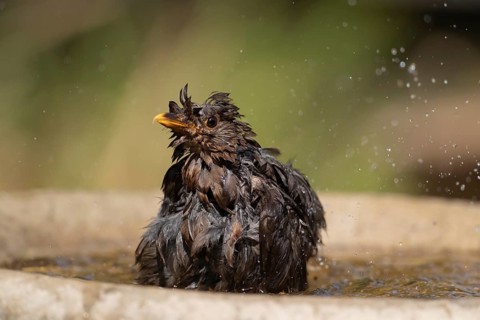 European blackbird (Turdus merula) adult female bird bathing in a garden bird water bath, Suffolk,