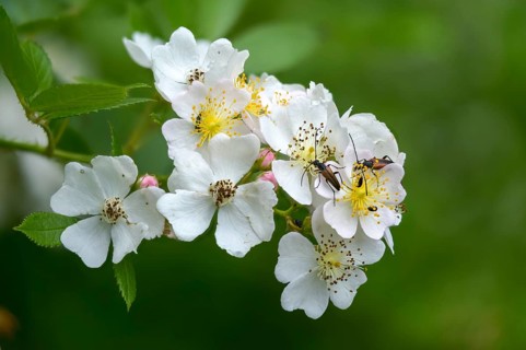 Tuft rose, eijitsu rose, Japanese rose, polyantha rose, panicle rose, pink multiflora, rosaceae,