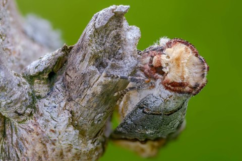 Buff tip, moonspot, moonbird, phalera bucephala, insects, moths, moths, butterflies