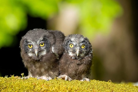 Two owls are perched side by side on a moss-covered branch in a quiet forest: a Tengmalm's owl