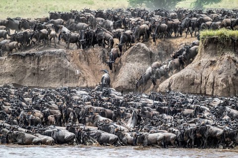 The Great Migration: Huge herds of wildebeest (Connochaetes taurinus) cross the Mara River and swim